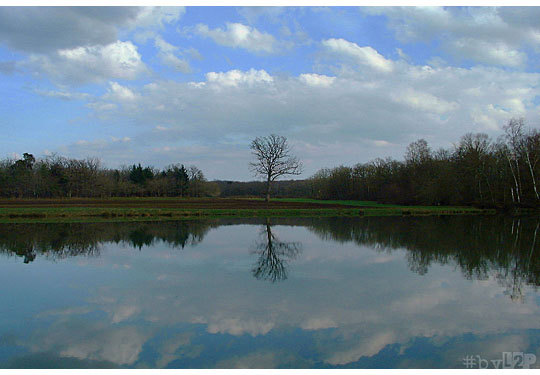 Reflet dans un étang