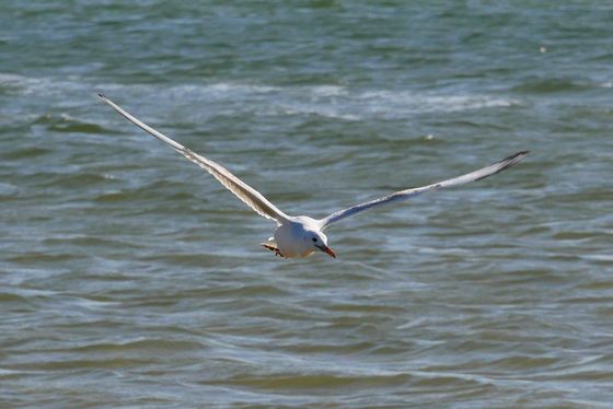 Dakhla Ocean seagull