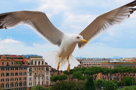 Rome seagull
