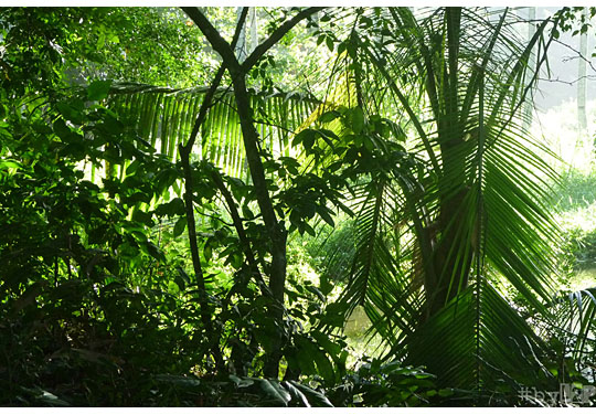 Jungle de Sainte-Lucie